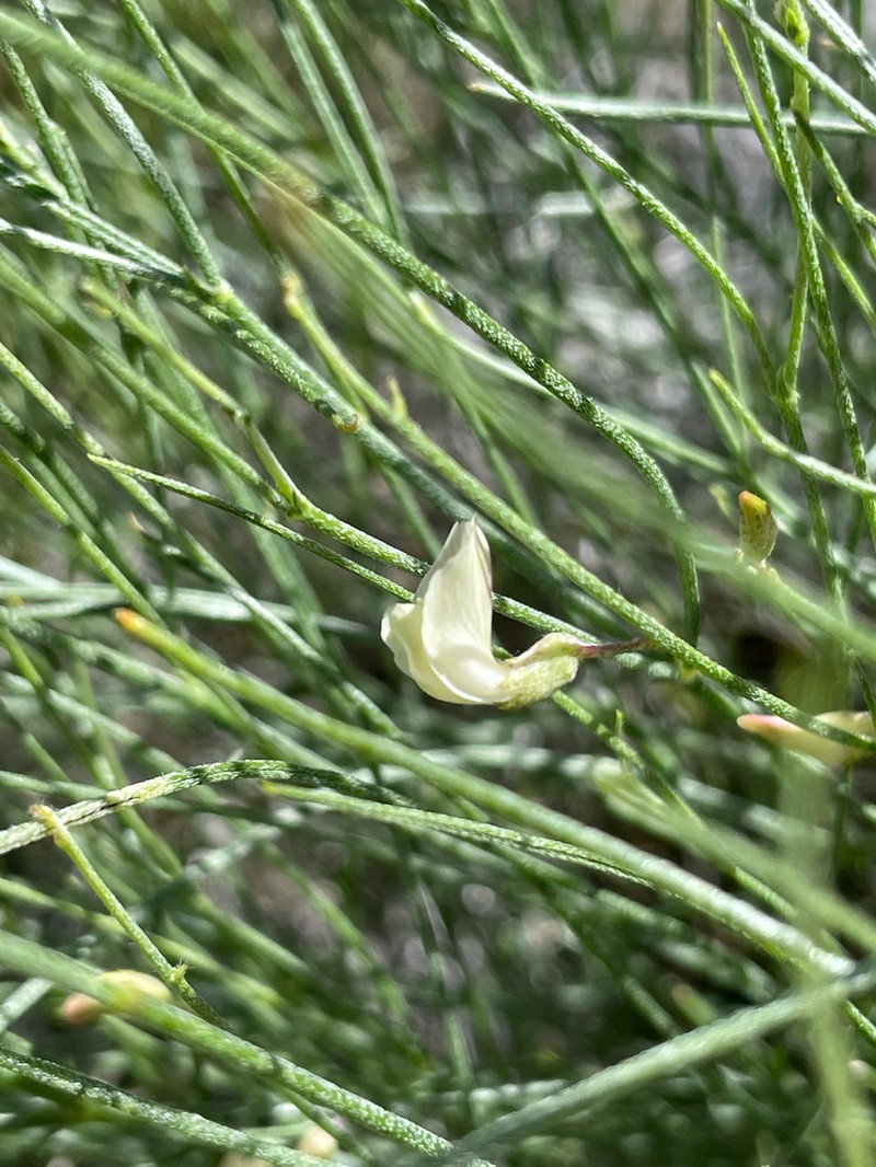 Lesser Rushy Milkvetch photo 5