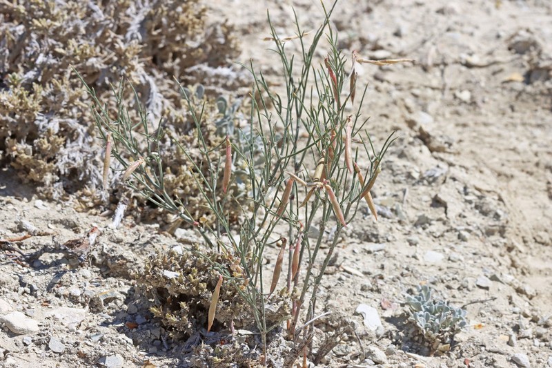 Lesser Rushy Milkvetch photo 6