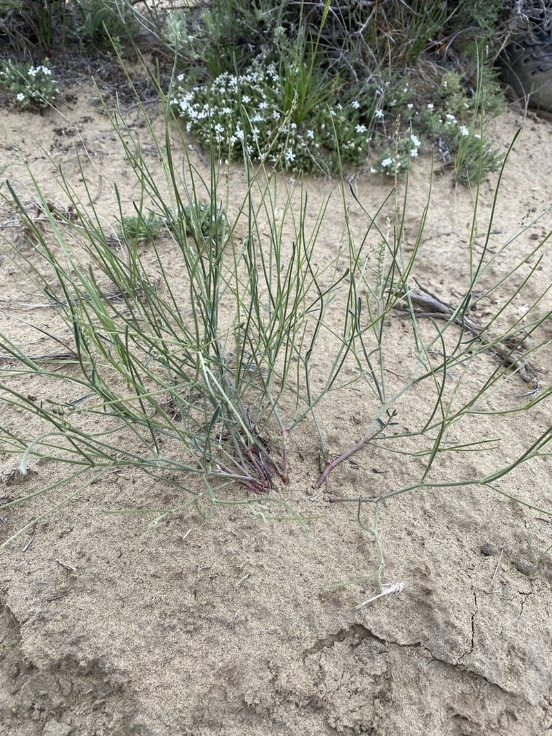 Lesser Rushy Milkvetch photo 7
