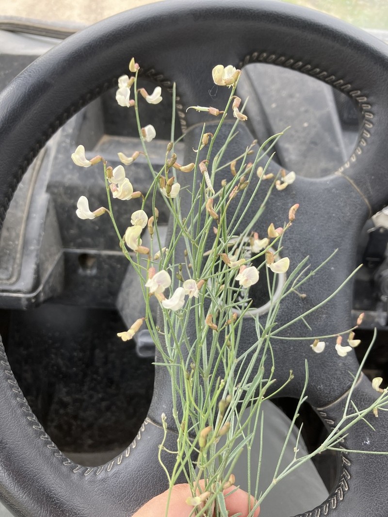 Lesser Rushy Milkvetch photo 8