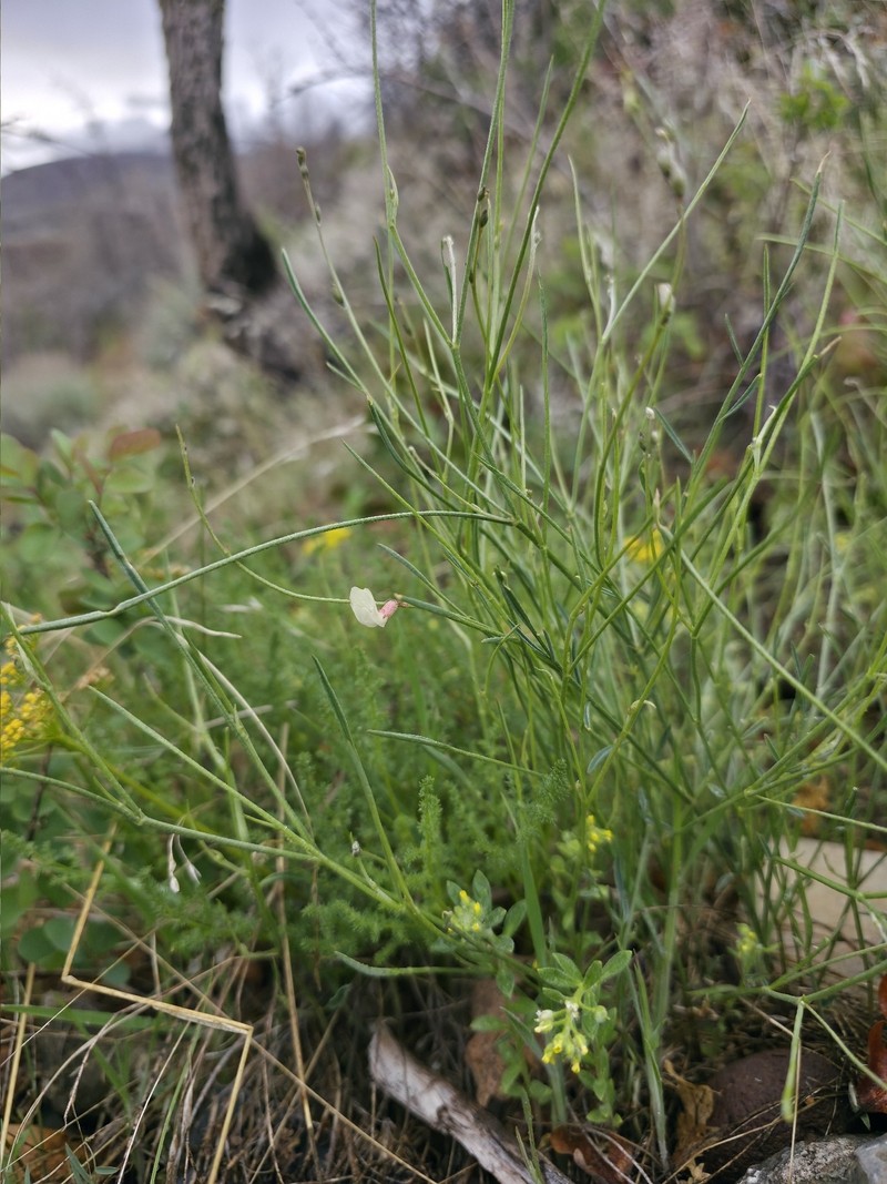 Astragalus convallarius var. convallarius