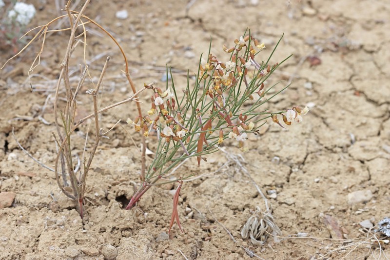 Astragalus convallarius var. convallarius photo 2