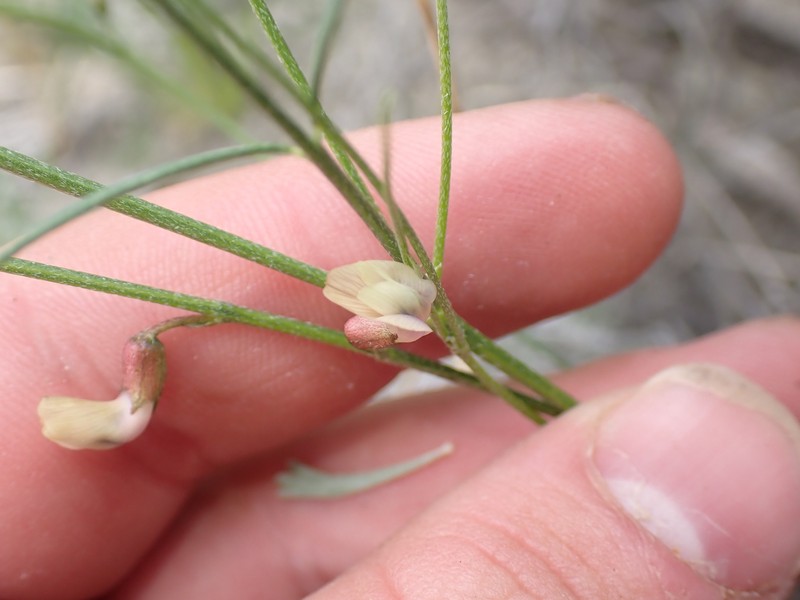 Astragalus convallarius var. convallarius photo 3