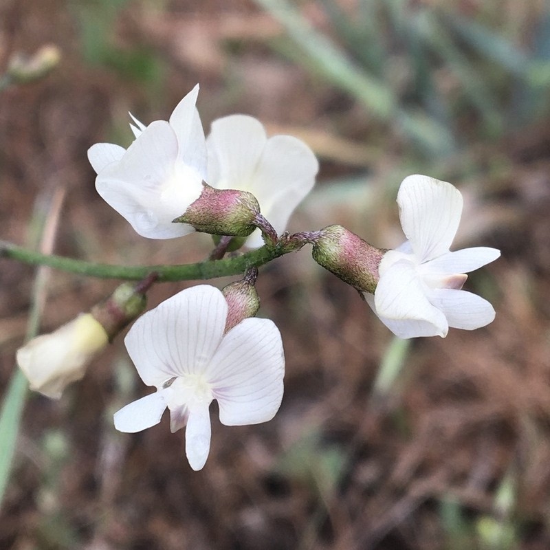 Astragalus convallarius var. convallarius photo 4