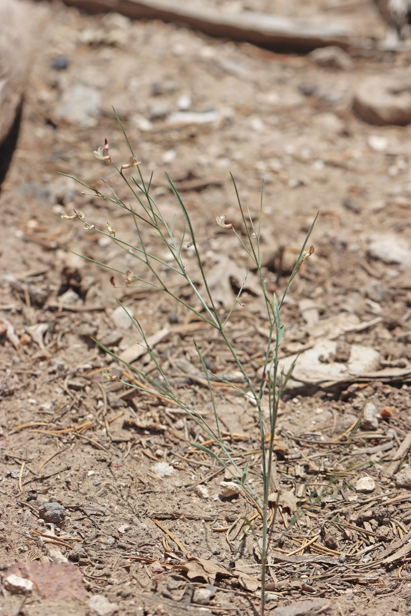 Astragalus convallarius var. convallarius photo 5