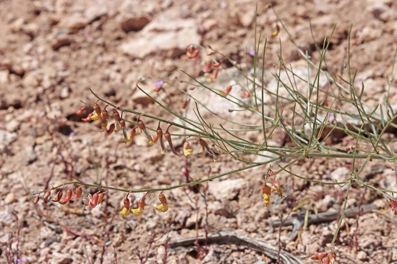 Astragalus convallarius var. finitimus