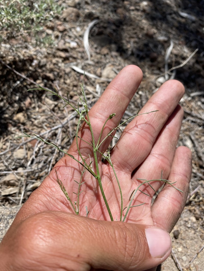 Astragalus convallarius var. finitimus photo 2