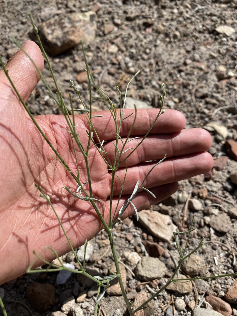 Astragalus convallarius var. finitimus photo 3