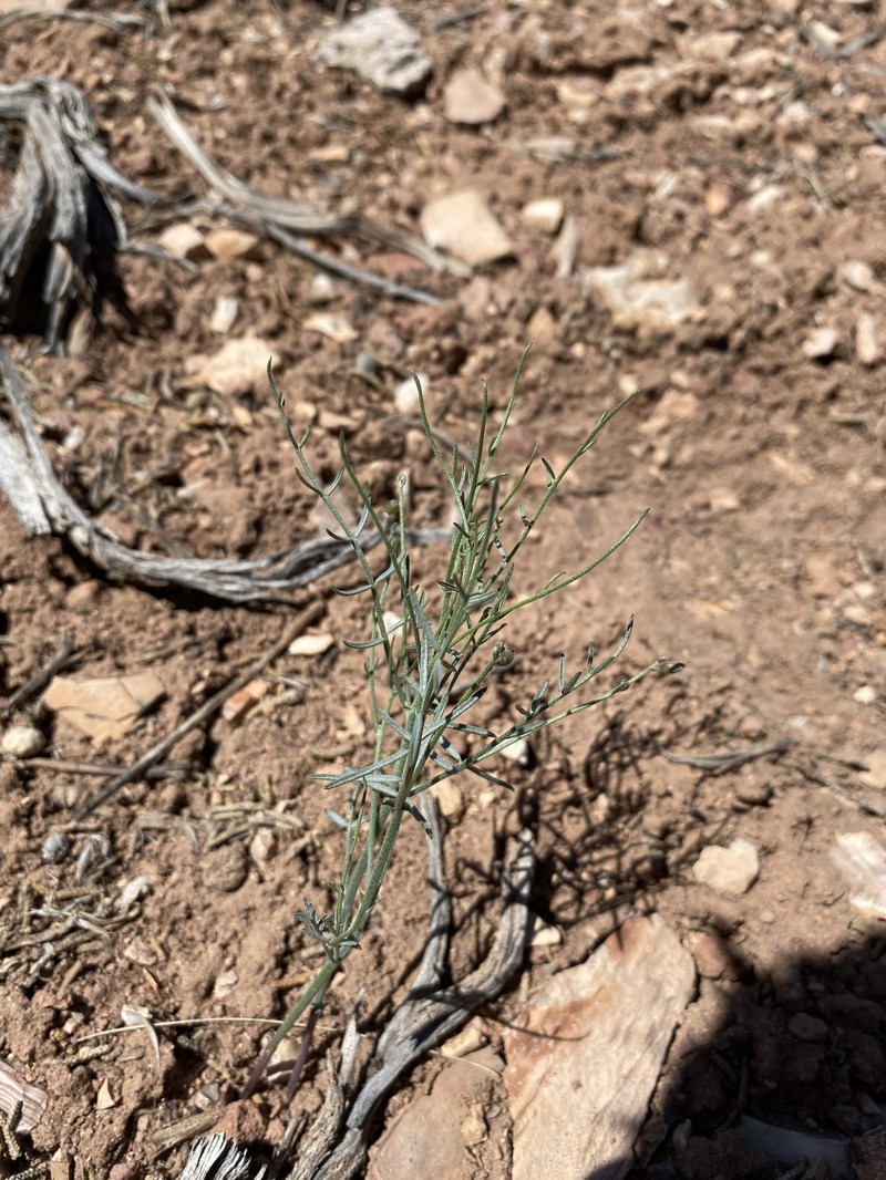 Astragalus convallarius var. finitimus photo 4