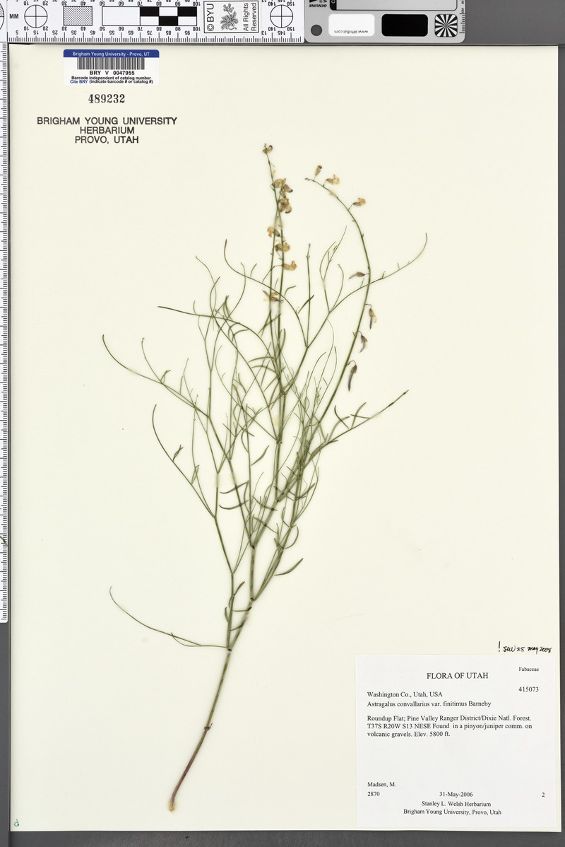 Astragalus convallarius var. finitimus photo 5