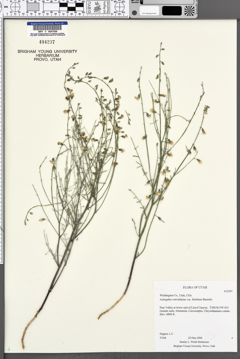 Astragalus convallarius var. finitimus photo 6