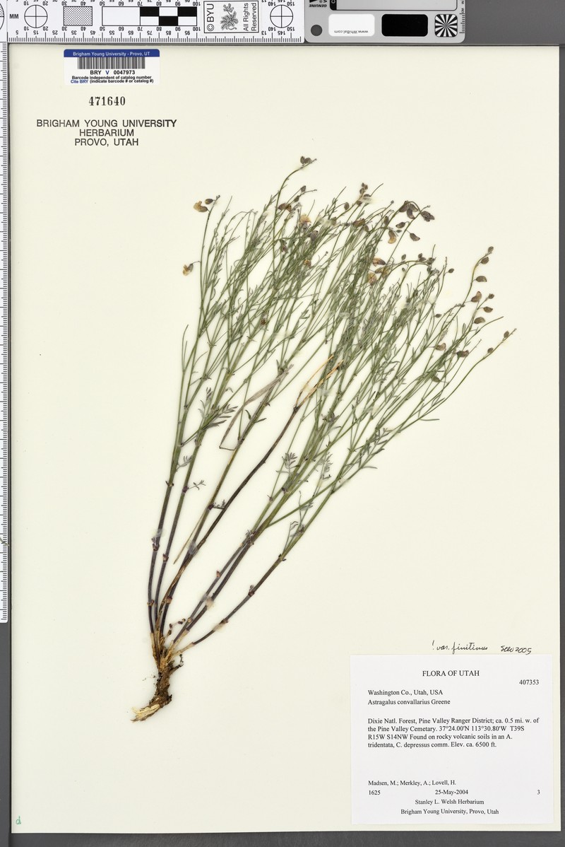 Astragalus convallarius var. finitimus photo 7
