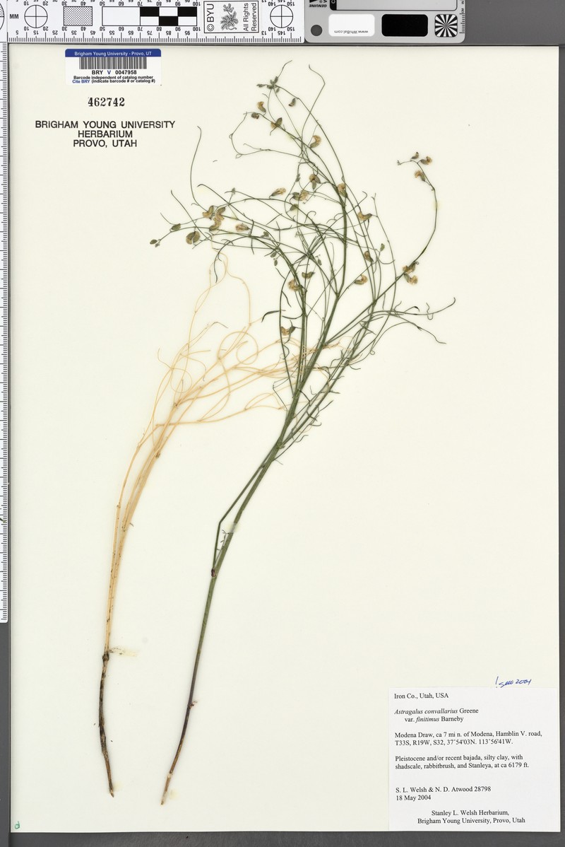 Astragalus convallarius var. finitimus photo 8