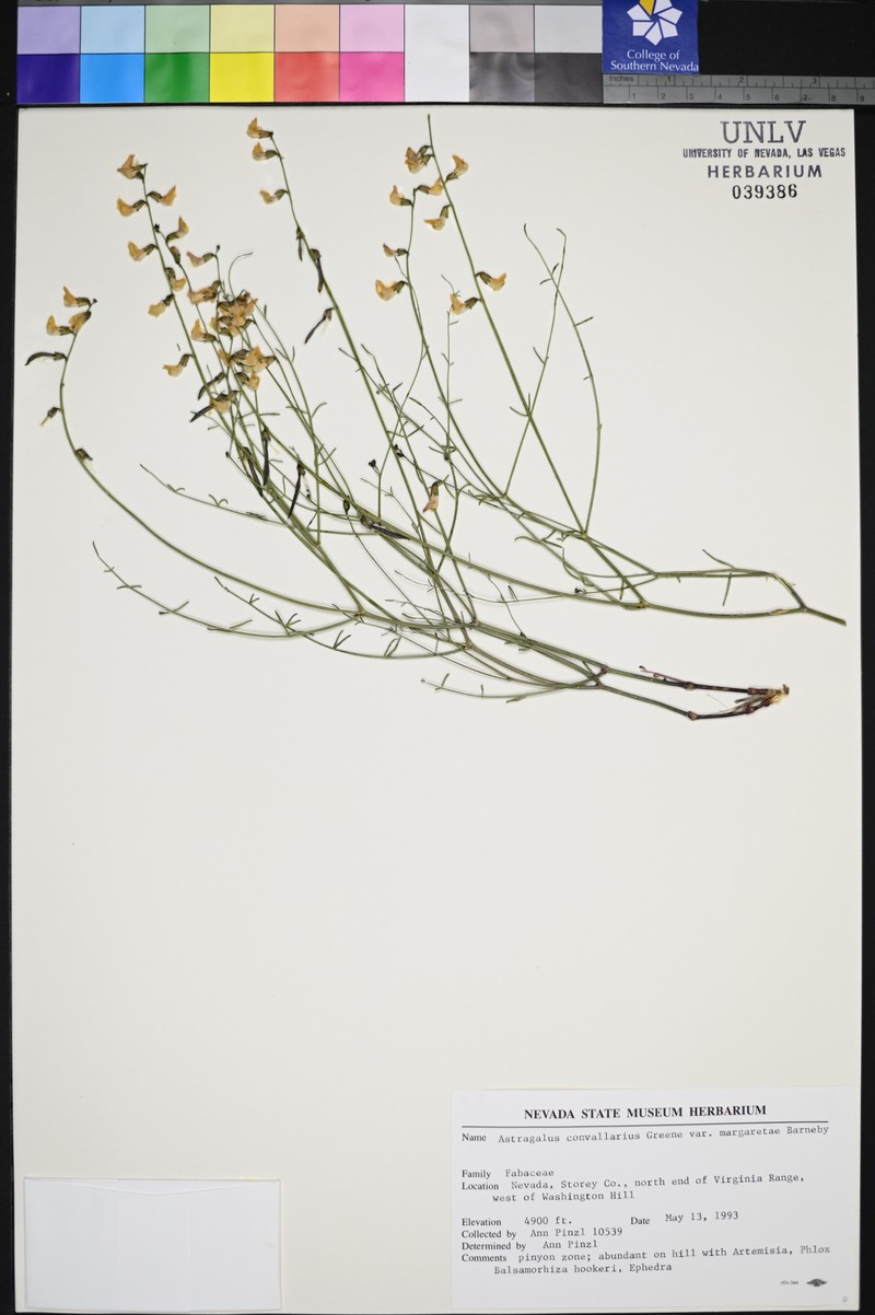 Astragalus convallarius var. margaretiae photo 4
