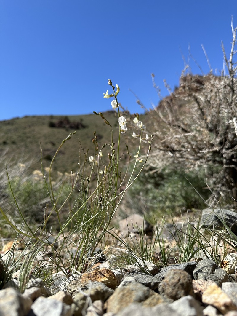 Astragalus convallarius var. margaretiae
