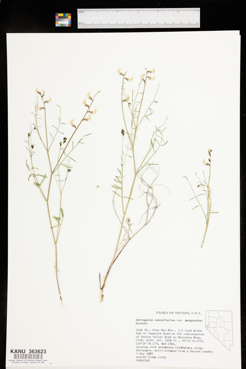 Astragalus convallarius var. margaretiae photo 2