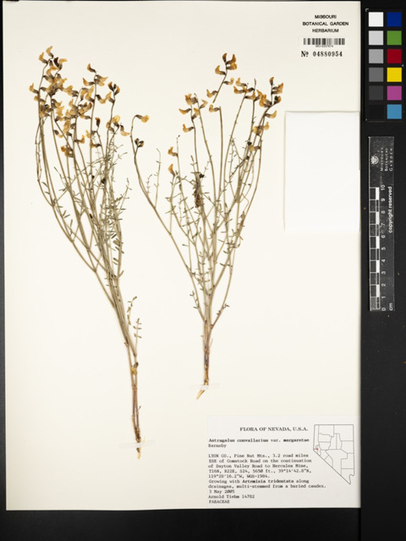 Astragalus convallarius var. margaretiae photo 3