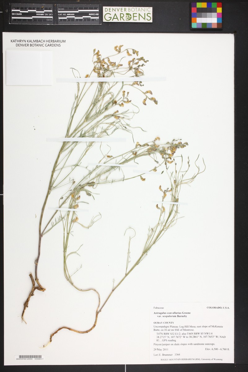 Astragalus convallarius var. scopulorum