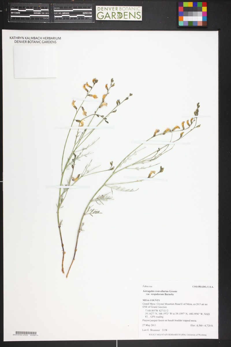 Astragalus convallarius var. scopulorum photo 2