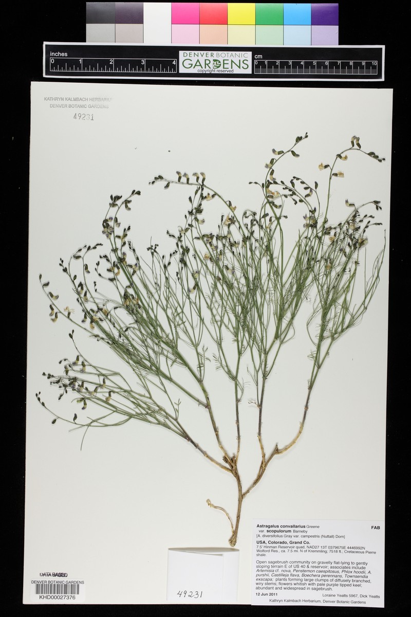Astragalus convallarius var. scopulorum photo 3