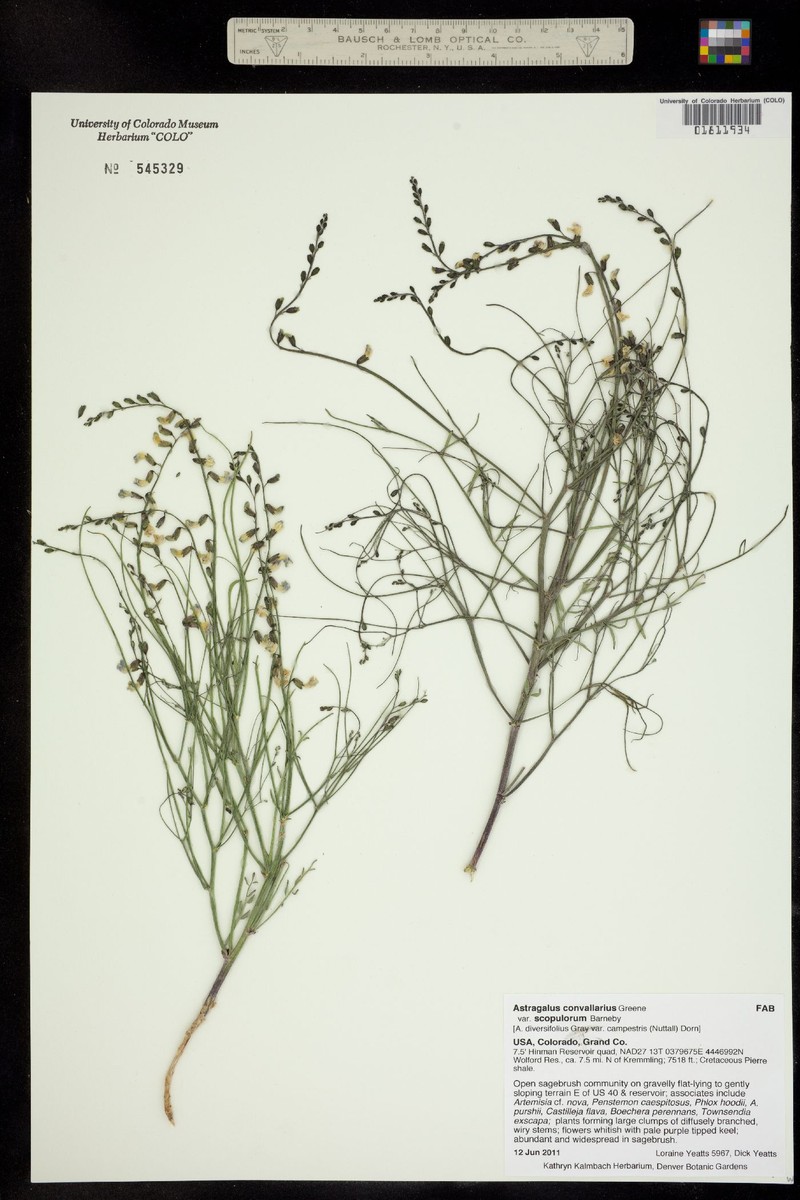 Astragalus convallarius var. scopulorum photo 4