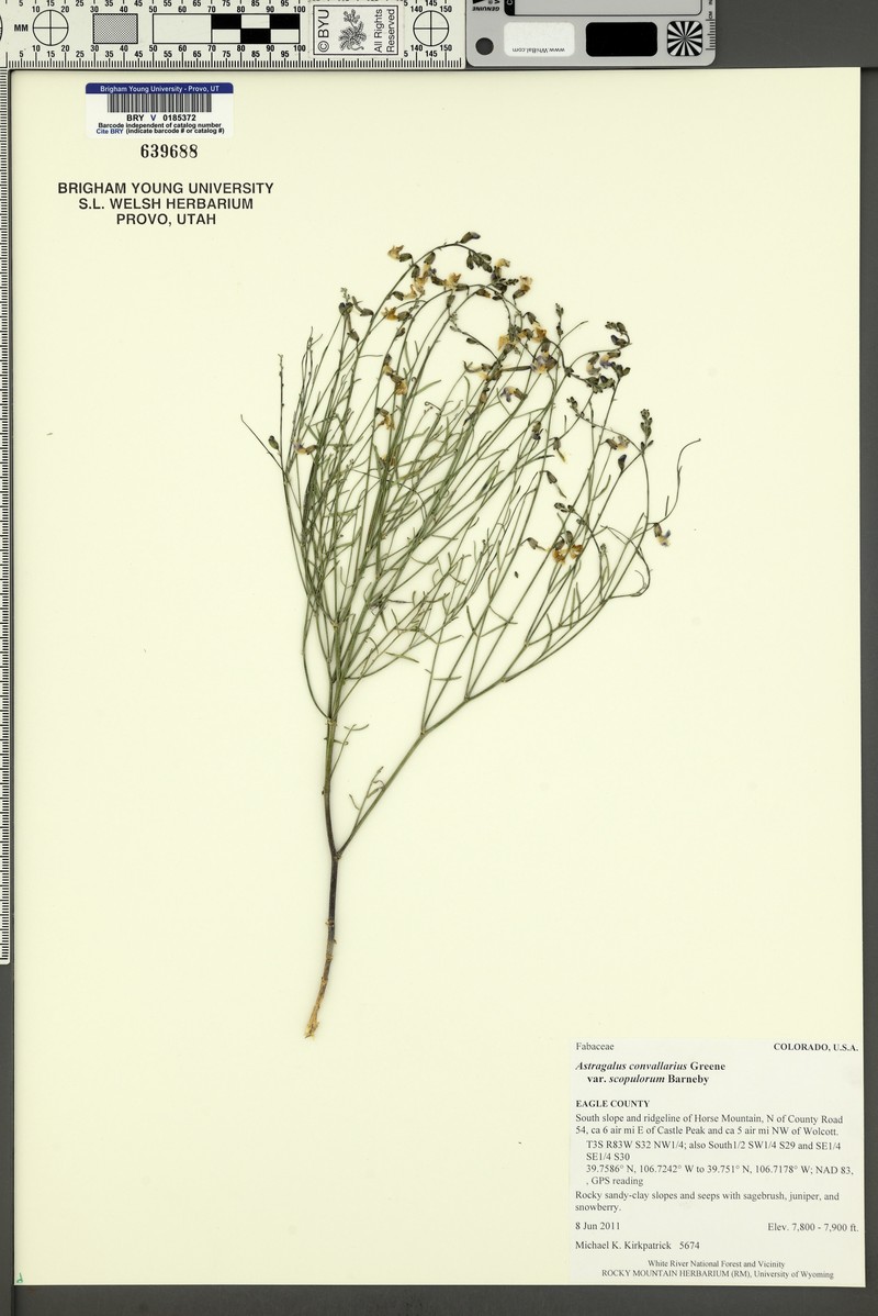 Astragalus convallarius var. scopulorum