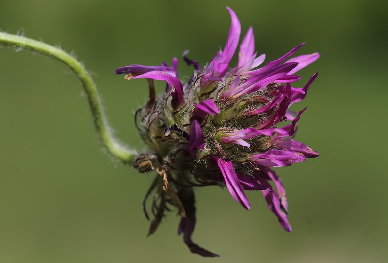 Astragalus coodei photo 3
