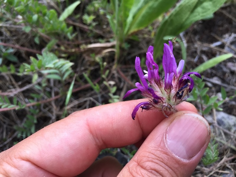 Astragalus coodei photo 4