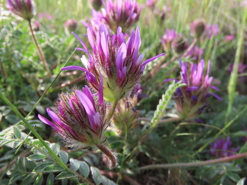 Astragalus coodei photo 5