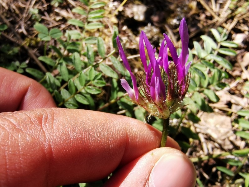 Astragalus coodei photo 6