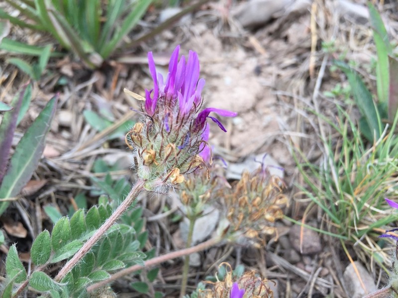 Astragalus coodei photo 7