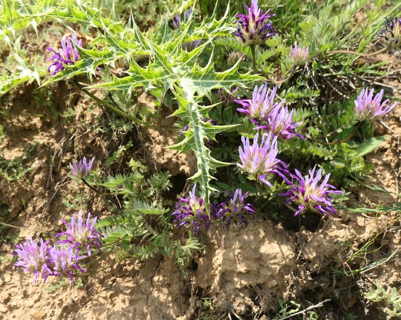 Astragalus coodei photo 8