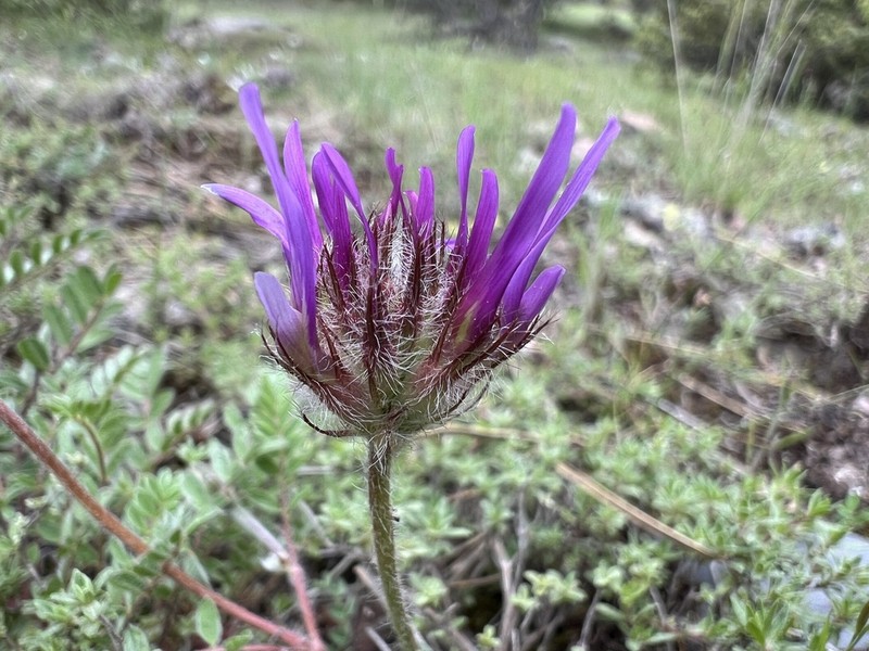 Astragalus coodei