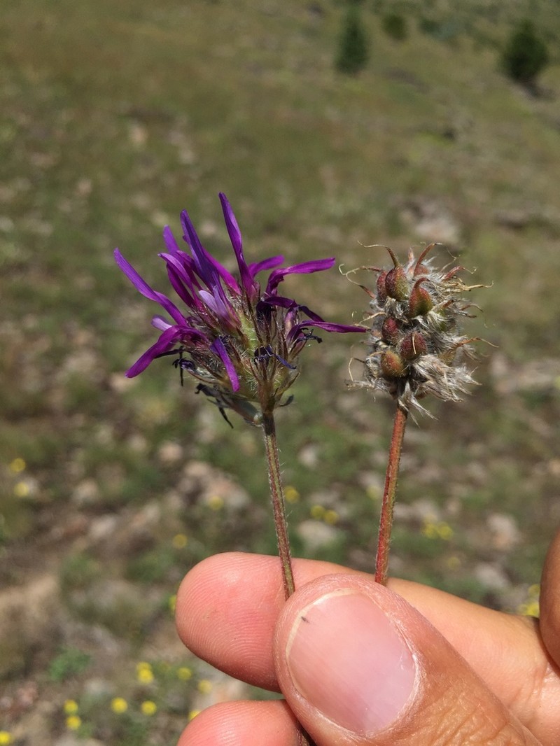 Astragalus coodei photo 2
