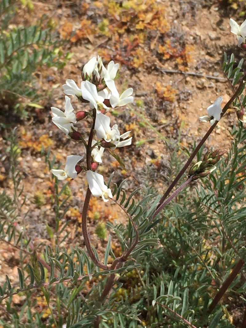 Astragalus coquimbensis photo 2