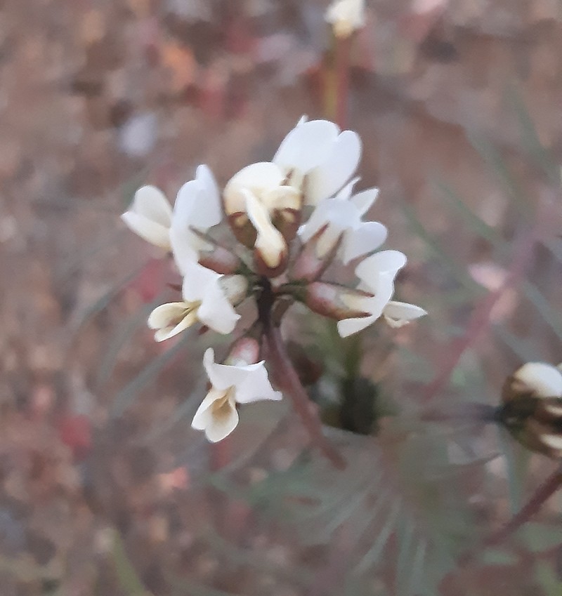 Astragalus coquimbensis photo 3