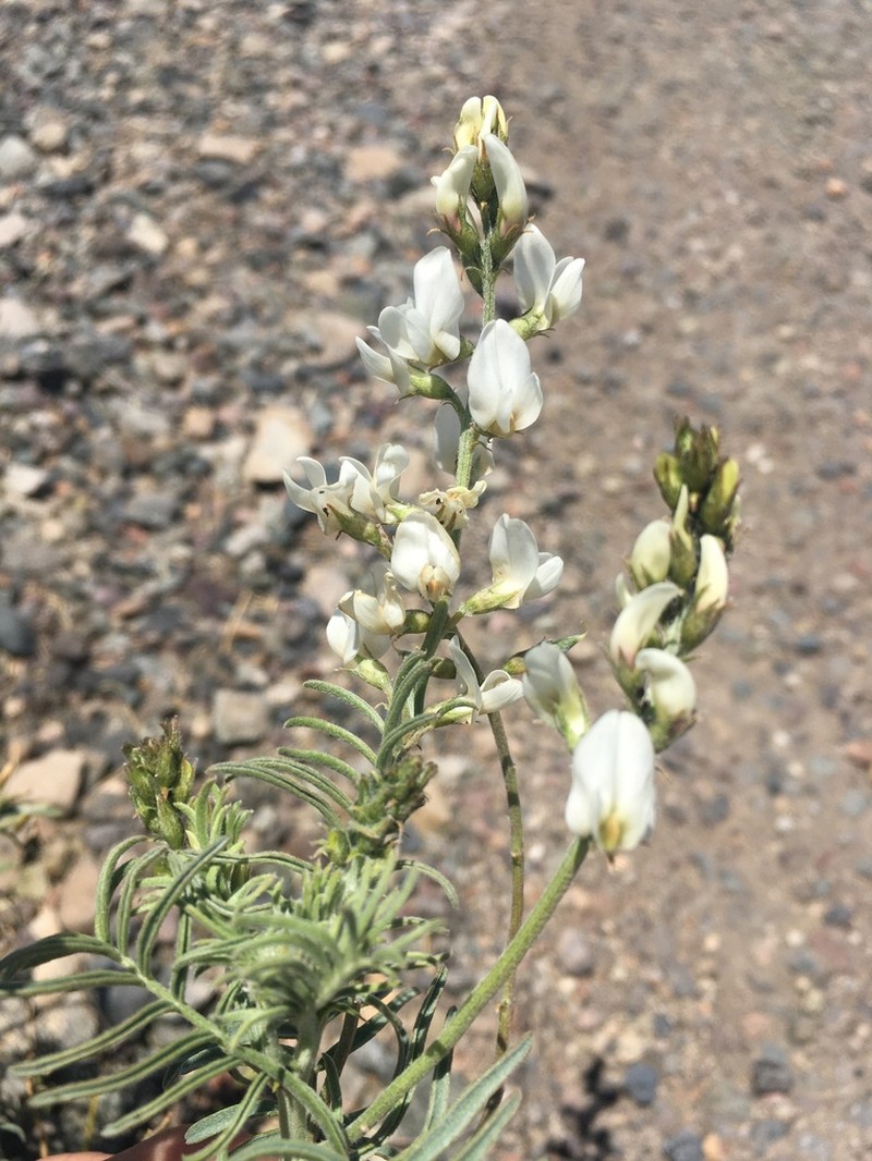 Astragalus coquimbensis photo 4