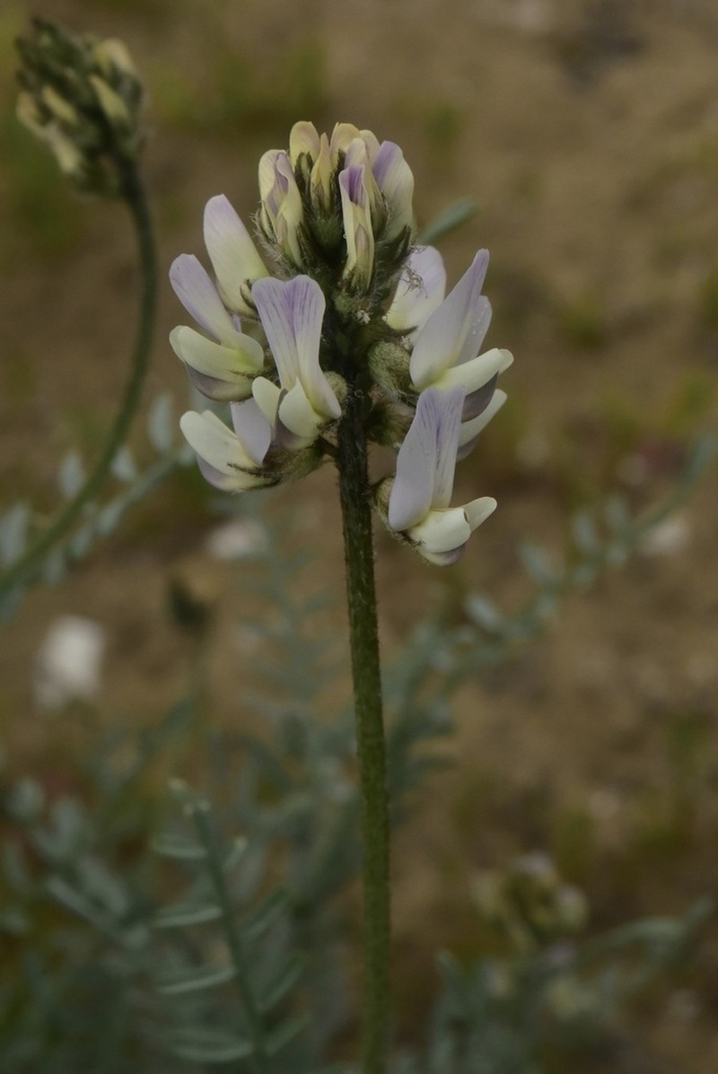 Astragalus coquimbensis photo 5