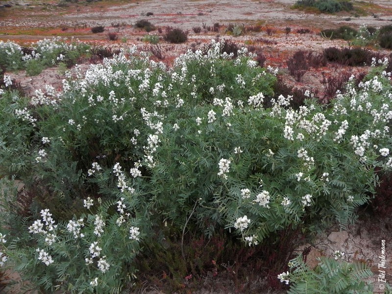 Astragalus coquimbensis photo 6