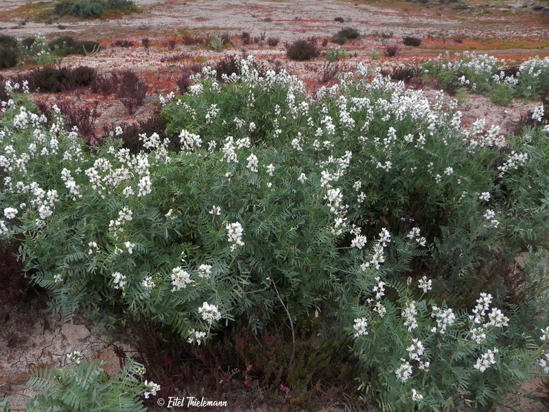 Astragalus coquimbensis photo 7