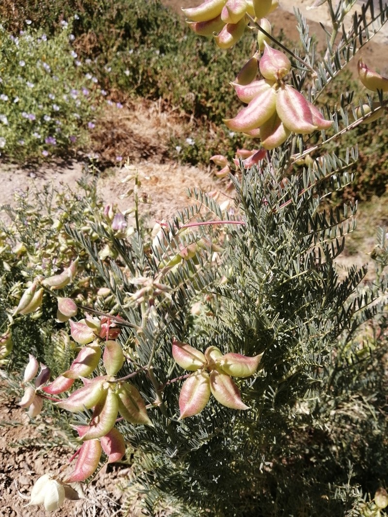 Astragalus coquimbensis photo 8
