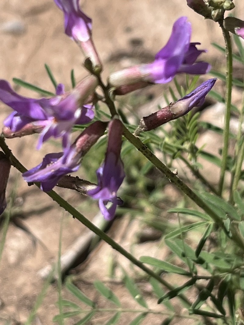 Astragalus coriaceus