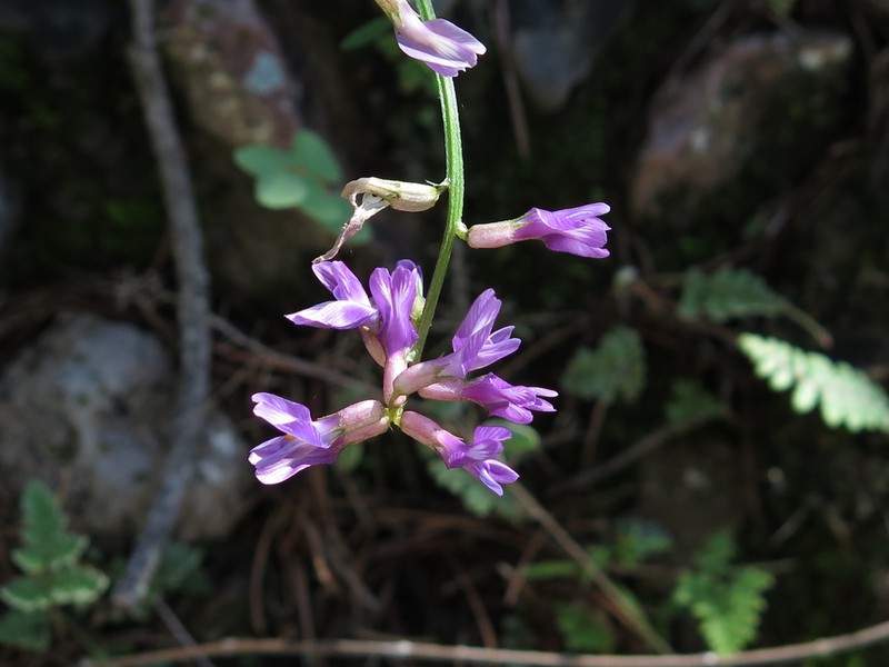 Astragalus coriaceus photo 2