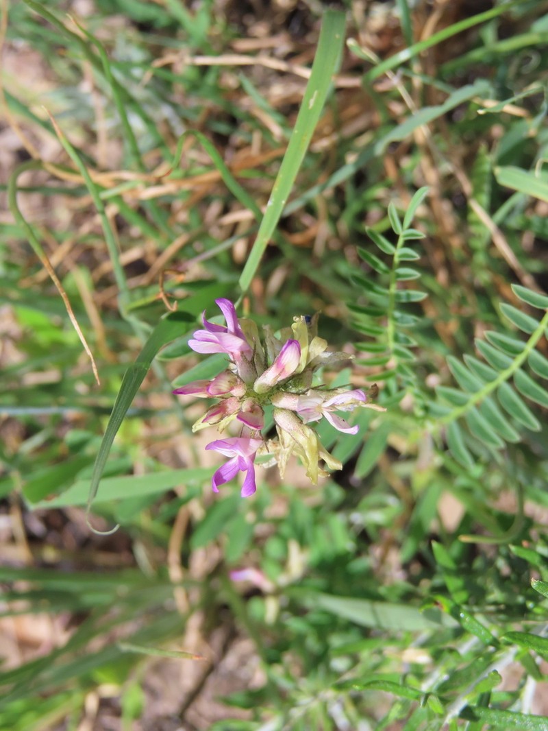 Astragalus coriaceus photo 3