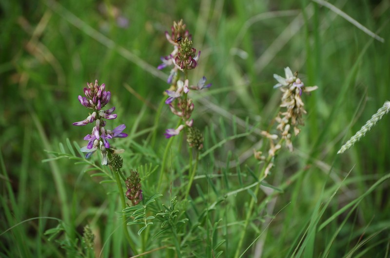 Astragalus coriaceus photo 6