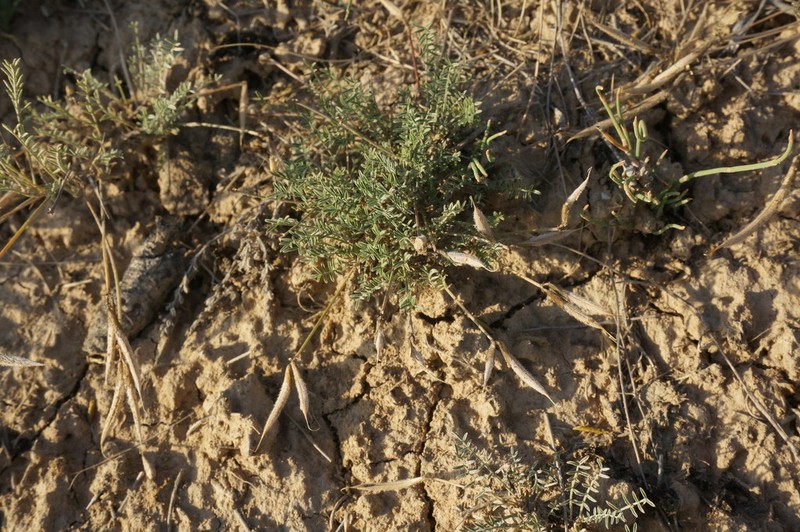 Astragalus corniculatus