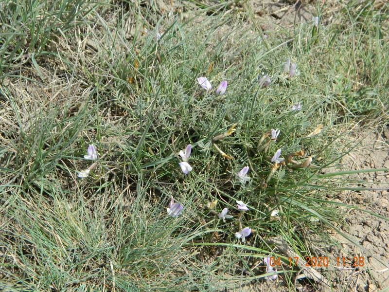 Astragalus corniculatus photo 2