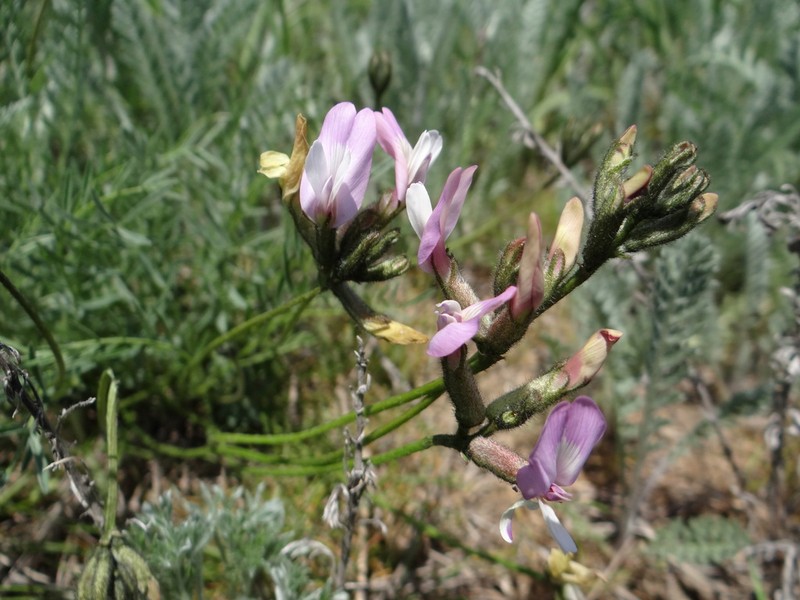 Astragalus corniculatus photo 3