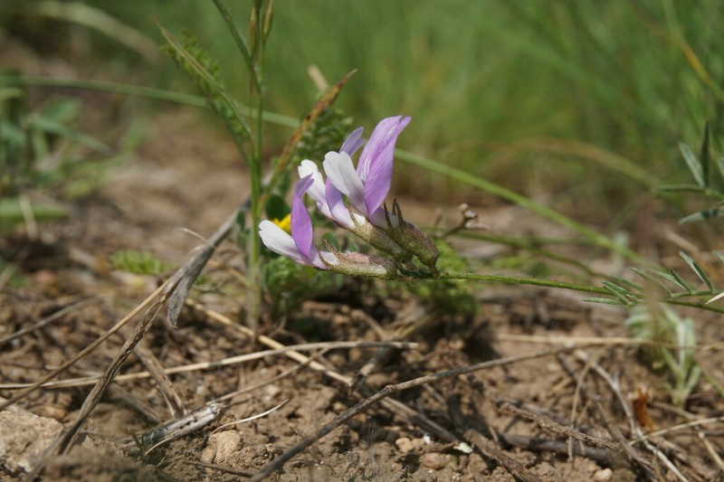 Astragalus corniculatus photo 4