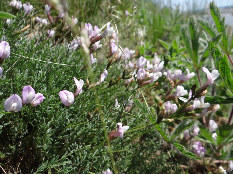 Astragalus corniculatus photo 5